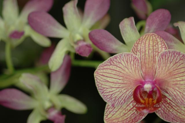 Orchids